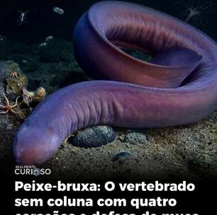 Peixe-bruxa solta uma gosma que cresce em segundos e pode entupir as brânquias de quem tenta devorá-lo