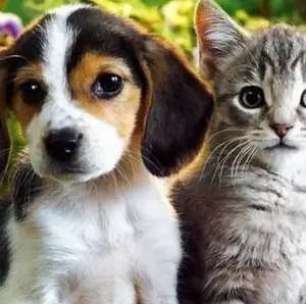 Evento de adoção de cães e gatos acontece neste sábado (17) na Zona Oeste do Recife