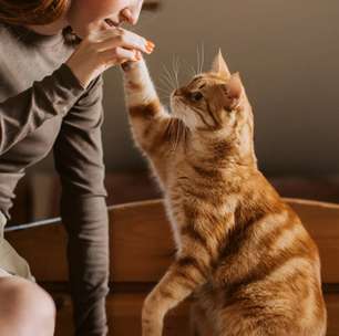 Gatos ganham espaço: felinos superam cães pela primeira vez nos lares dos EUA