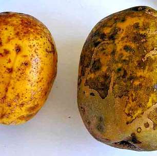 Cajá-manga: fruta tropical se adapta a diferentes tipos de solo