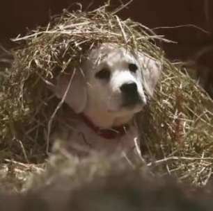 Cãozinho é salvo por cavalos em comercial para o Super Bowl