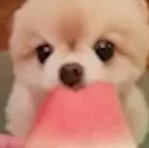 Comilão! Cãozinho devora pedaços de melancia
