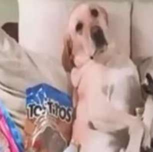 Cão ou criança? Animal 'ensina' como esconder travessuras