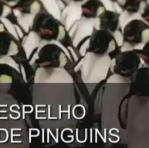 Exposição mostra pinguins que 'imitam' gestos humanos