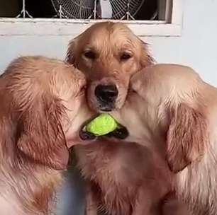 Me dá! Cachorros disputam bolinha de tênis