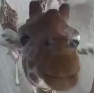 Girafa curiosa 'descobre' câmera de segurança