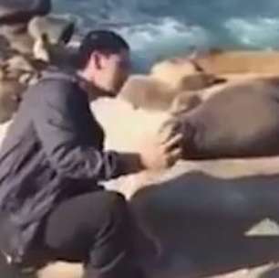 Leão-marinho dá chega pra lá em turista que tenta fazer selfie