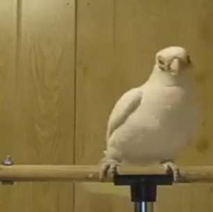 No ritmo! Cacatua dança e bomba nas redes sociais