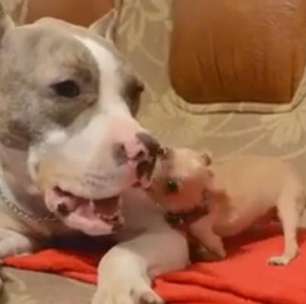 Autocontrole! Pitbull é atormentado por chihuahua