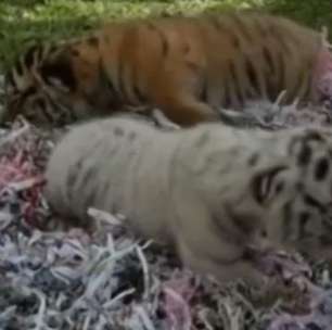 Dois filhotes de tigre bengala são a nova sensação em Bali