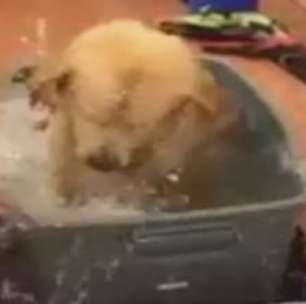 Cachorro toma banho e brinca como se fosse criança