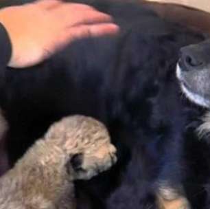Cão cuida de filhotes de guepardo que perderam a mãe
