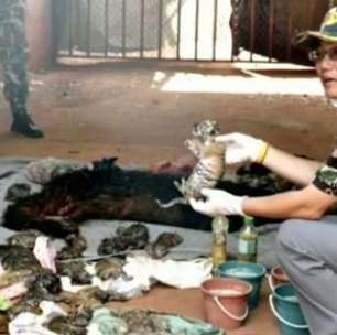 Achados 40 filhotes mortos de tigre em templo da Tailândia