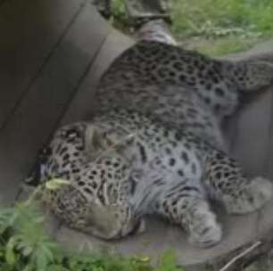 Após décadas extinto, leopardo volta ao Cáucaso russo