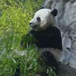 Zoológico nos EUA se prepara para despedida de panda-gigante