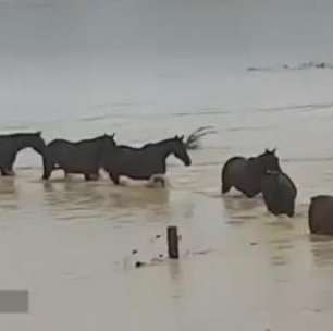 Cavalos escapam de graves enchentes na Nova Zelândia