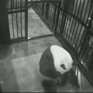 Filhote de panda nasce em zoológico de Tóquio