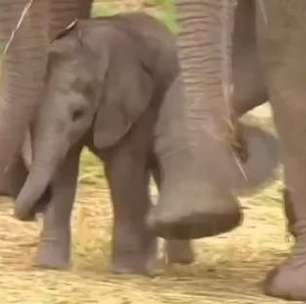 Bebê elefante raro nasce no México