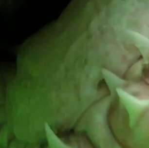 Câmera grava interior da boca de tubarão-branco ao quase ser devorada