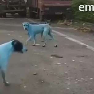 Cães em Mumbai ficam azuis por contato com corantes químicos