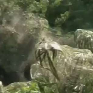 Aranhas tecem sua magia em bosque de Jerusalém