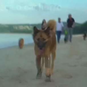 Cachorro com patas cortadas ganha próteses de corrida