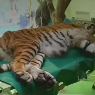 Tigre recebe tratamento com células-tronco para aliviar dor