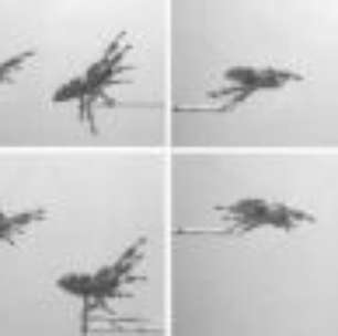 Ciência desvenda truque da aranha para saltar sobre sua presa