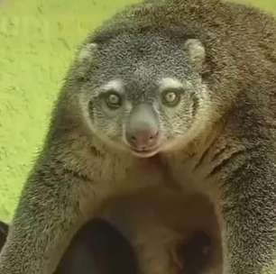Raro cuscus-urso nasce em zoológico na Polônia