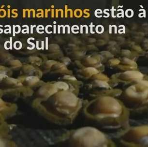 África do Sul: Caracóis marinhos ameaçados por pesca ilegal