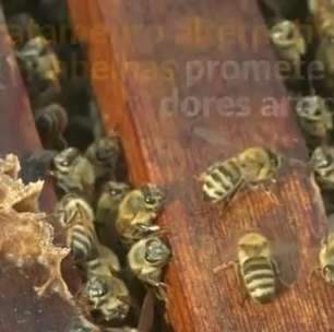 Tratamento com abelhas prospera em terraço no Cairo