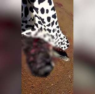 Cão fica gravemente ferido ao ser atacado por cachorros no Jardim Veredas em Cascavel