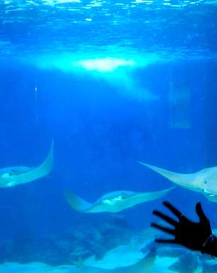 vc repórter: animais exóticos encantam público em aquário de SP