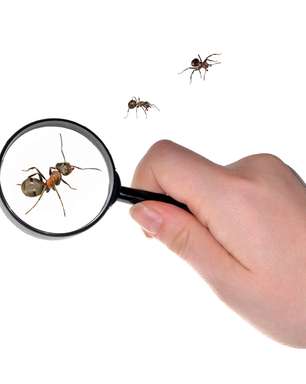 Seguir formigas é melhor maneira de combatê-las; saiba como