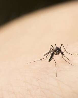 Cientistas desvendam tática de mosquitos para picar humanos