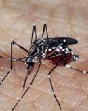 Pesquisadores do PA criam repelente contra o Aedes Aegypti