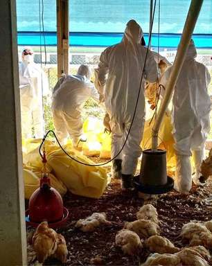 Nova gripe aviária tem maior risco de contágio em humanos