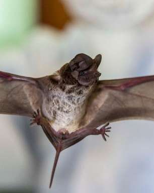 Cientistas encontram novas evidências sobre origem do coronavírus nos morcegos