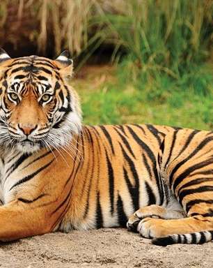 Procurado por 20 anos, caçador que matou mais de 70 tigres é preso