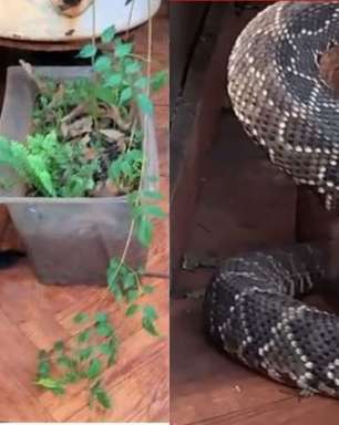 Gata 'alerta' dono sobre cobra cascavel em casa no MS