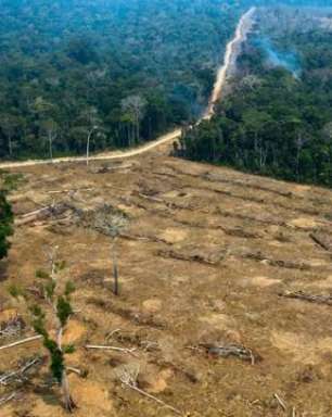 Amazônia: desmatamento atinge maior área dos últimos 15 anos