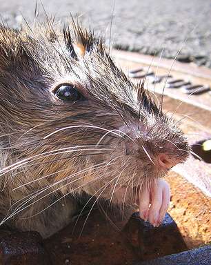 'Comendo com ratos': por que Nova York está sofrendo com invasão de roedores