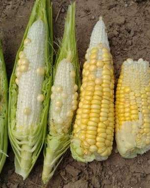 Chuvas irregulares provocam perdas no milho e na soja
