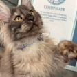 Gato com 29 dedos estabelece novo recorde e entra para o Guiness Book