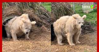 Filhotes de tigre ameaçado de extinção nascem em zoo de Moscou