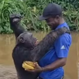 Após anos de separação, Chimpanzé reconhece cuidador e corre para dar um abraço