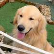 Conheça Budy, o cachorro que viralizou e transformou sua casa em ponto turístico