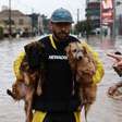 Milhares de animais foram resgatados das enchentes no RS; saiba como ajudá-los