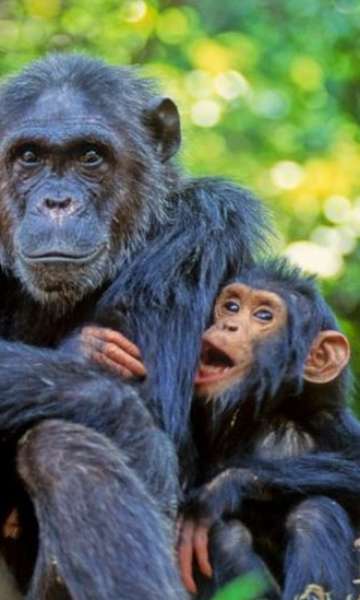 Como os animais se comunicam?