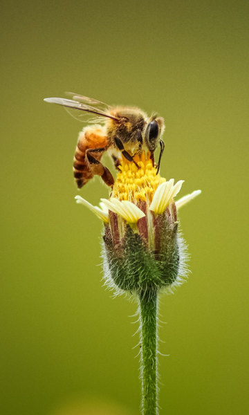 Conheça o 'exército' de abelhas que patrulha a fronteira entre Índia e Bangladesh